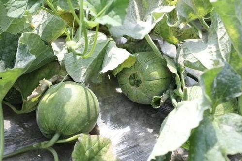 绿色的吃瓜,探寻大自然的清新美味