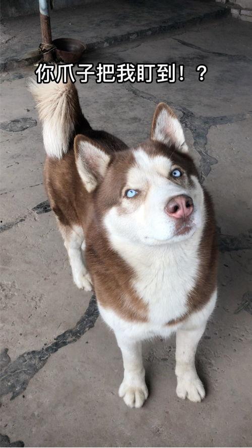 兔儿瓜如何吃,解锁美味新体验