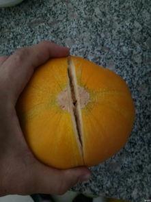 吃交瓜骨痛吗,吃西瓜引发关节疼痛？揭秘瓜果与关节健康的微妙关系