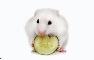 仓鼠可以吃哈瓜,仓鼠的绿色美食新选择
