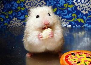 仓鼠可以吃哈瓜,仓鼠的绿色美食新选择