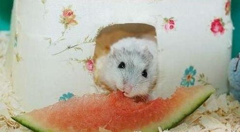 仓鼠可以吃哈瓜,仓鼠的绿色美食新选择