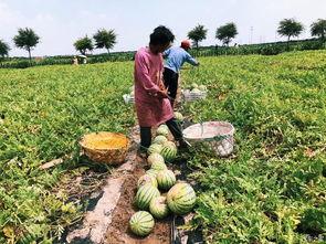 吃瓜吃瓜家有梧桐树自有凤凰栖,家族传承与时代精英的共鸣