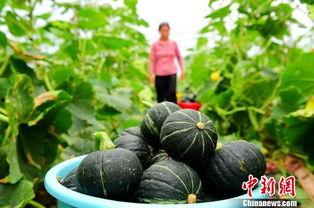 会昌吃瓜事件,一场网络狂欢背后的真相与反思