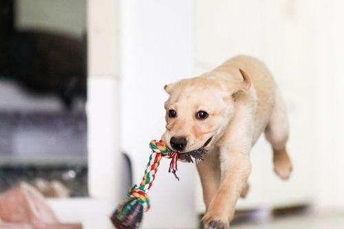 狗狗吃板栗瓜后呕吐,警惕宠物饮食安全