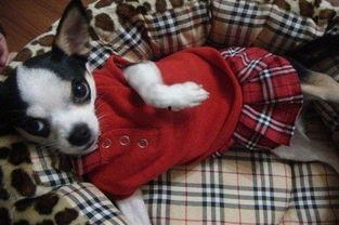 狗狗吃板栗瓜后呕吐,警惕宠物饮食安全