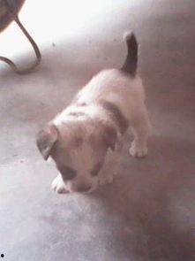 狗狗吃板栗瓜后呕吐,警惕宠物饮食安全