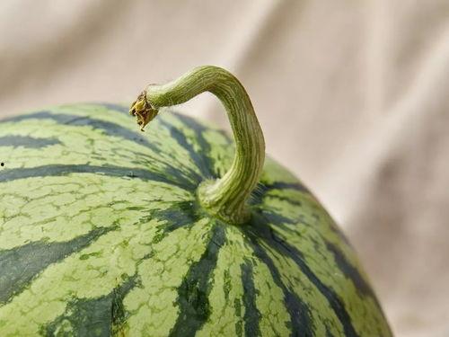 上海会计吃瓜,揭秘吃瓜背后的财务风云