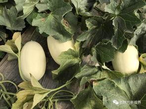 老田在线吃瓜,揭秘娱乐圈幕后故事