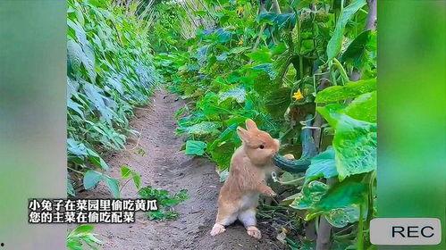 会吃瓜的兔子图片