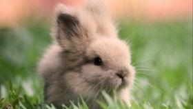 会吃瓜的兔子图片