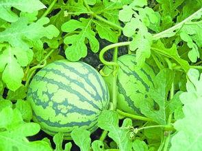 不教人吃瓜,不教人吃瓜的生活哲学