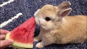 怎么画吃瓜兔,探索创意绘画之旅