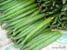 吃阳瓜的照片,色彩斑斓的视觉盛宴