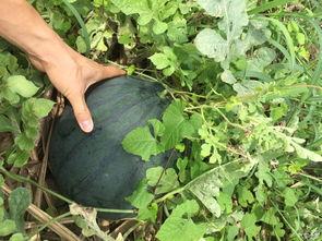 吃阳瓜的照片,色彩斑斓的视觉盛宴