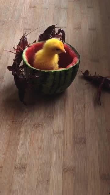 小鸡瓜怎么吃,解锁美味新境界