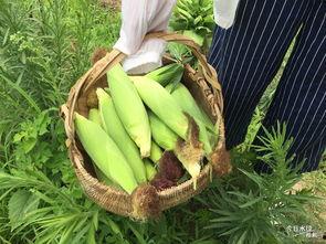 小鸡瓜怎么吃,解锁美味新境界