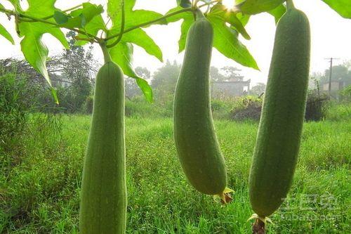 水瓜叶子可以吃吗,绿色餐桌上的健康之选