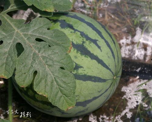 雾隐花吃瓜,揭秘神秘瓜界传奇