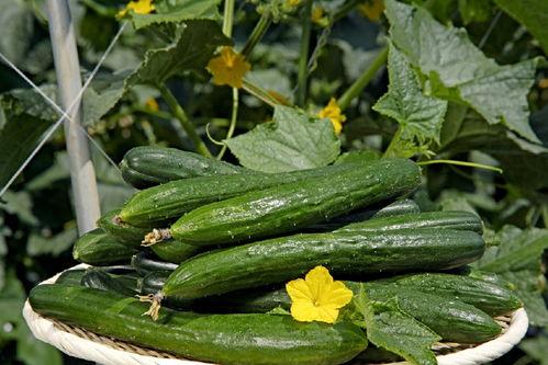 雾隐花吃瓜,揭秘神秘瓜界传奇