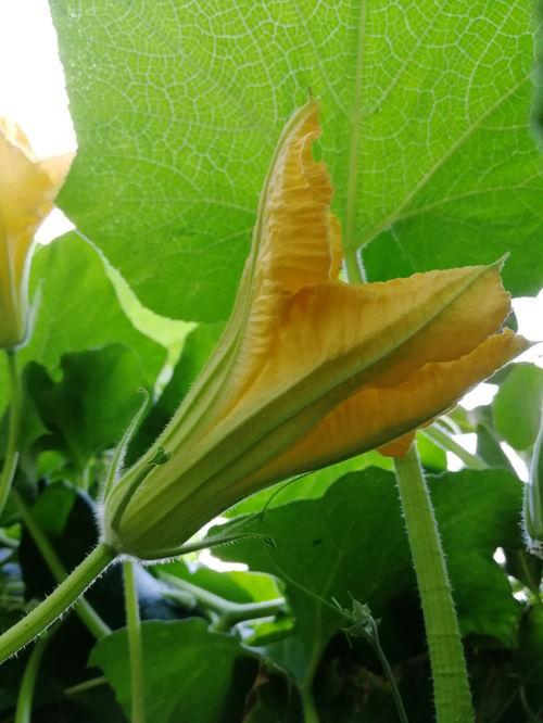 雾隐花吃瓜,揭秘神秘瓜界传奇