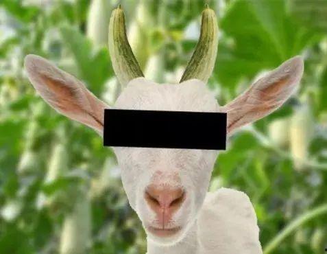 关于羊吃瓜的诗句,诗意田园画卷