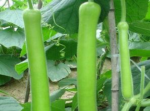 瓠瓜种植吃肥嘛,科学施肥，丰收在望