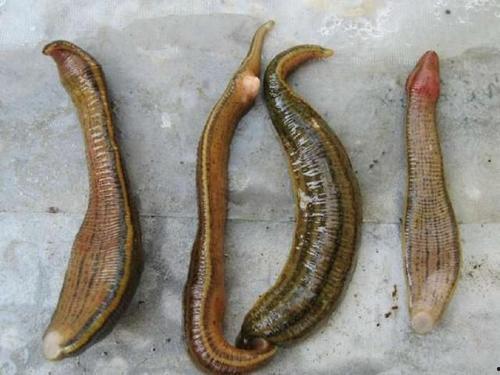 小瓜虫吃蚂蝗,共生生态的奇妙关系