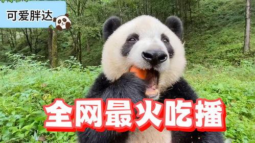 熊猫pandawatch吃瓜,揭秘吃瓜界的萌宠传奇