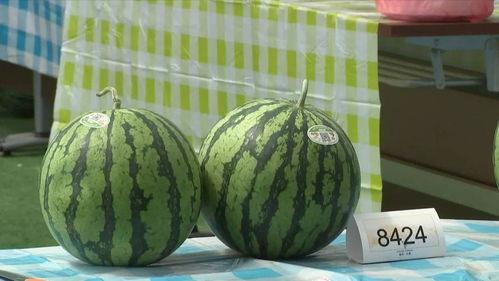 嘉兴路吃瓜,一场热闹非凡的吃瓜盛宴