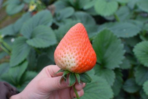 梦见吃瓜吃草莓