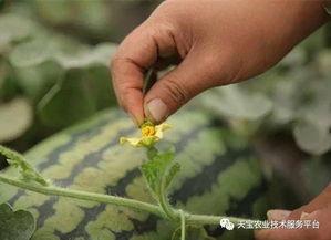 花妈吃瓜,揭秘娱乐圈那些不为人知的幕后故事