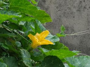 花妈吃瓜,揭秘娱乐圈那些不为人知的幕后故事