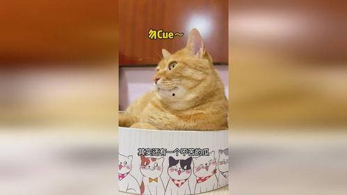 猫吃瓜萝卜,瓜萝卜大餐，萌宠新宠儿