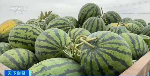 7夕吃瓜,瓜田李下，揭秘浪漫背后的甜蜜秘密