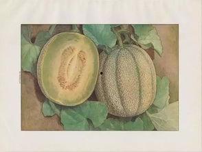 在日本吃中国蜜瓜