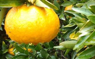 吃矮瓜能同时吃橘子吗,矮瓜与橘子的美味双享之旅