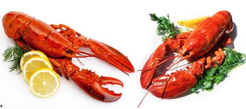 大龙虾吃瓜,揭秘海洋生物的趣味生活