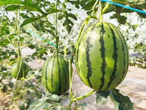 大兴的吃瓜,揭秘当地特色美食与趣事