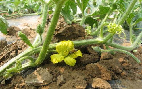 大兴的吃瓜,揭秘当地特色美食与趣事