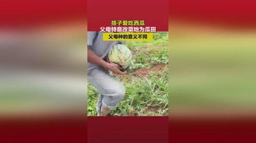 菜地吃瓜视频,一场与瓜果共舞的田园盛宴
