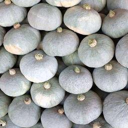 新疆栗瓜怎样吃,解锁美味新体验