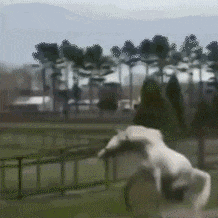 军人吃瓜动态图片,军人吃瓜瞬间，展现军旅生活趣味