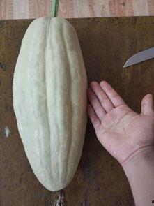 瓜杆瓜叶如何吃,探索绿色蔬菜的新境界