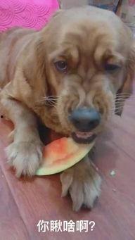 萌猫吃瓜日常,揭秘猫咪的娱乐生活