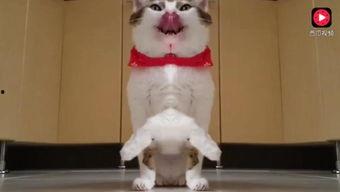 萌猫吃瓜日常,揭秘猫咪的娱乐生活