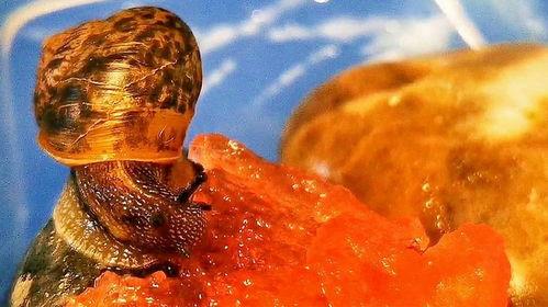 小牛son吃瓜,揭秘娱乐圈幕后故事