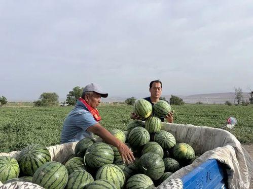 马兰吃瓜,揭秘娱乐圈的甜蜜与苦涩