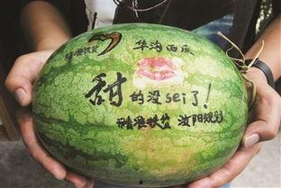 吃瓜绿恐龙,探寻吃瓜绿恐龙的神秘世界