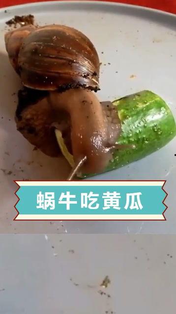 蜗牛视频吃瓜,揭秘娱乐圈吃瓜背后的真相